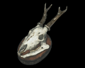 Image of Mounted Animal Skull